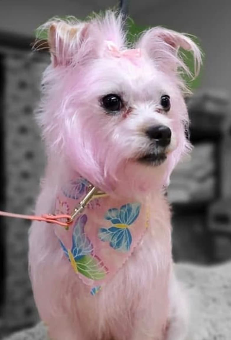 A creative grooming result