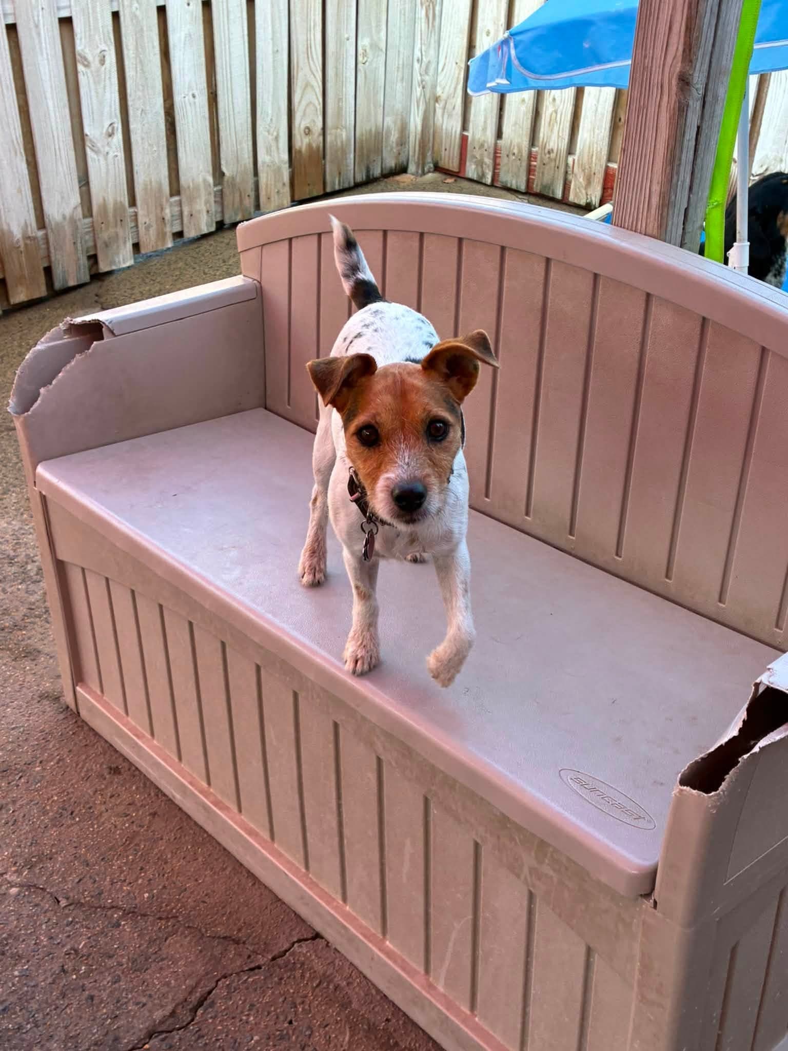 A dog taking a break in the play yard