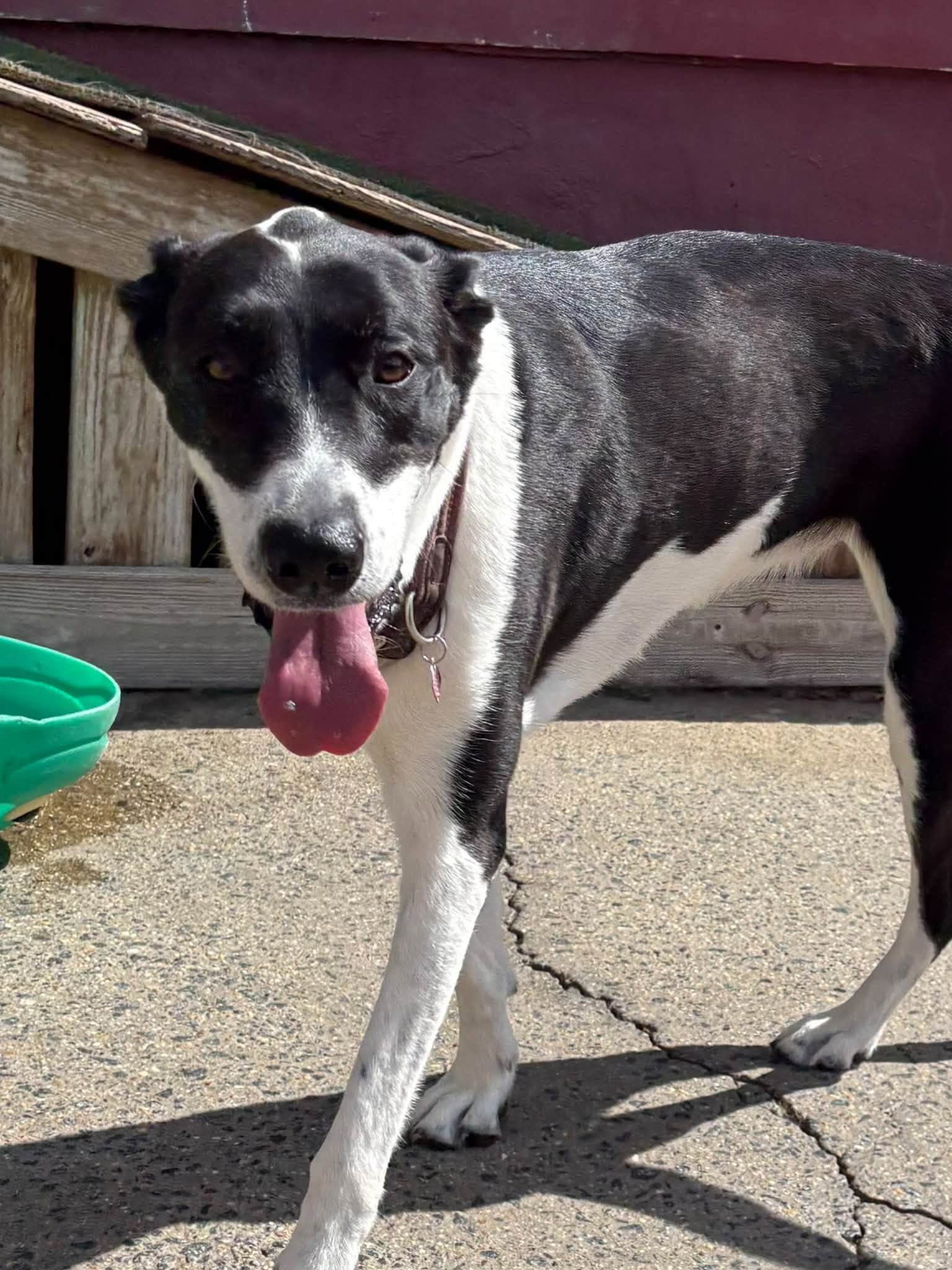 A dog out enjoying playtime outside