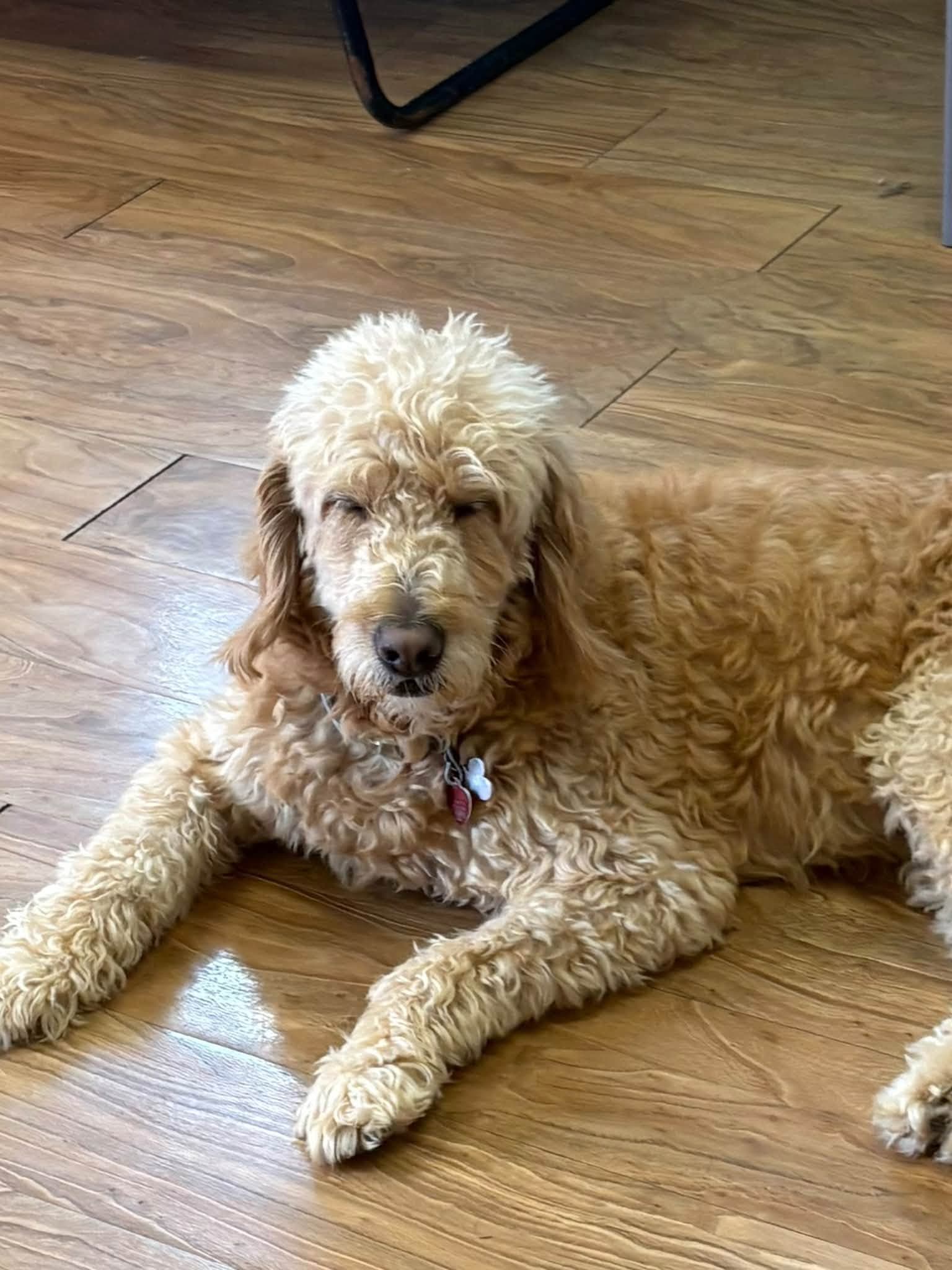 A relaxed dog resting indoors