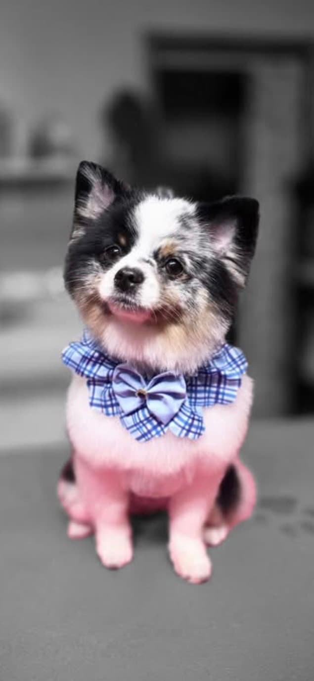 A grooming finish with a dapper bow tie