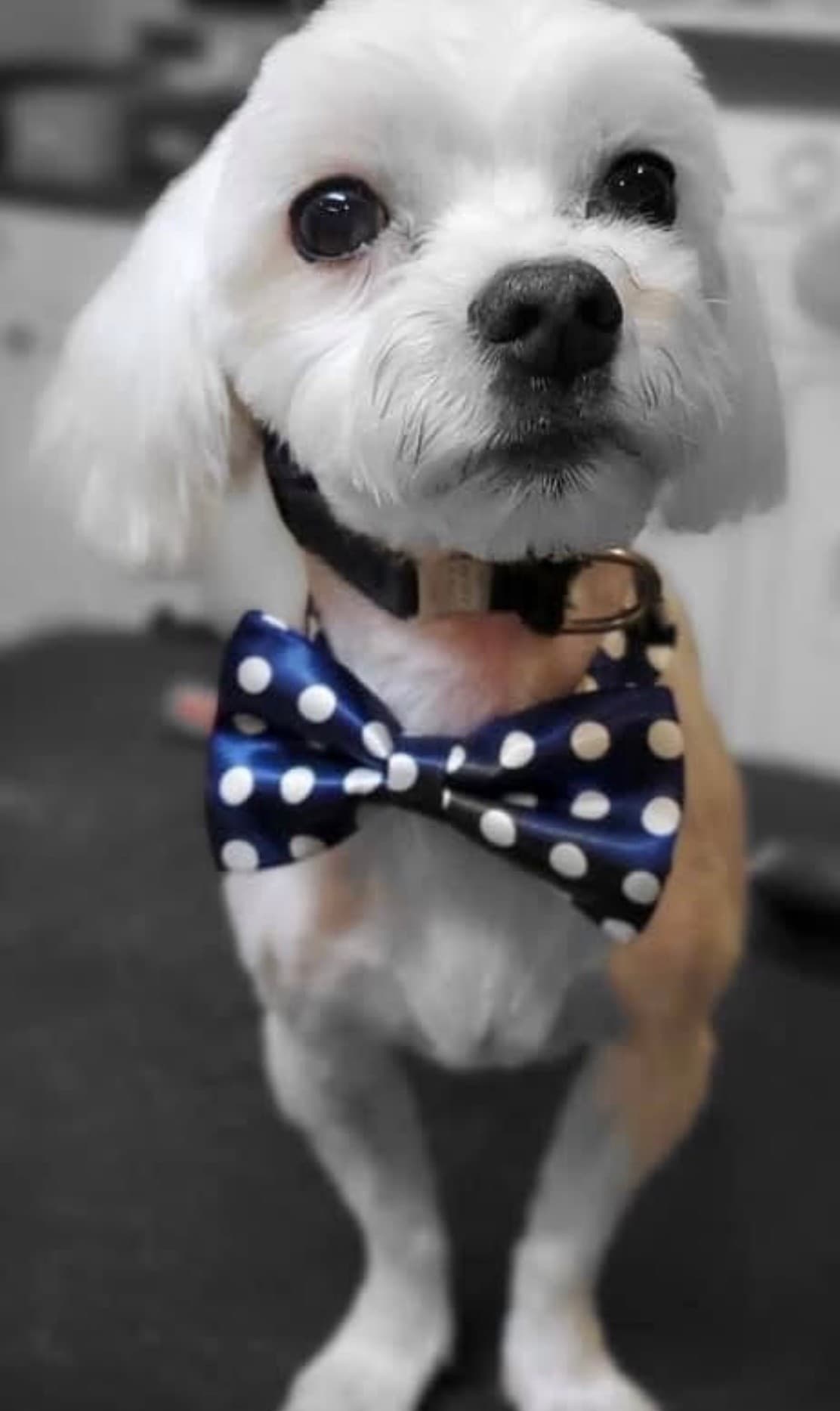 A grooming finish with a polka-dot bow tie