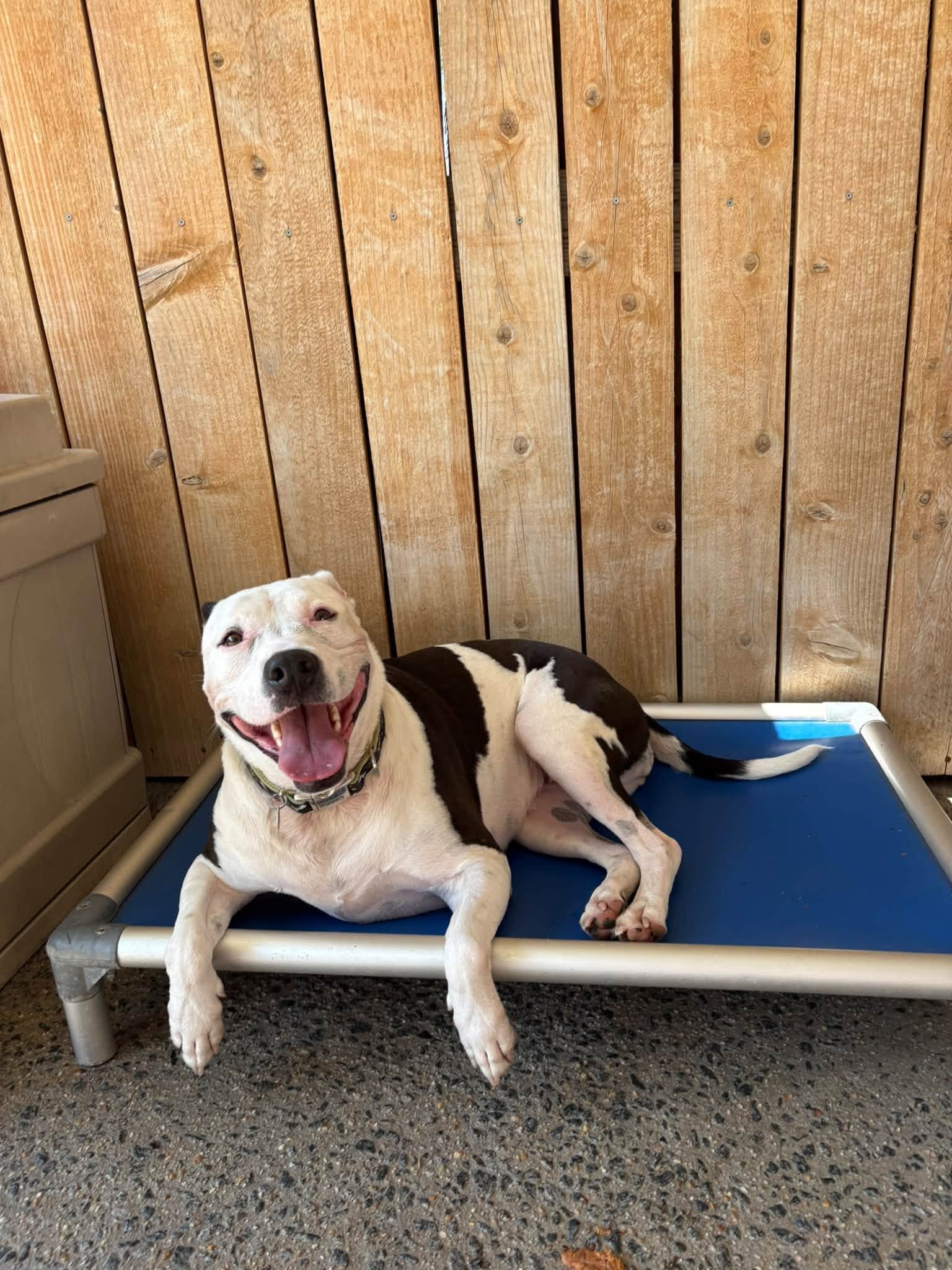 A dog relaxing on a covered patio