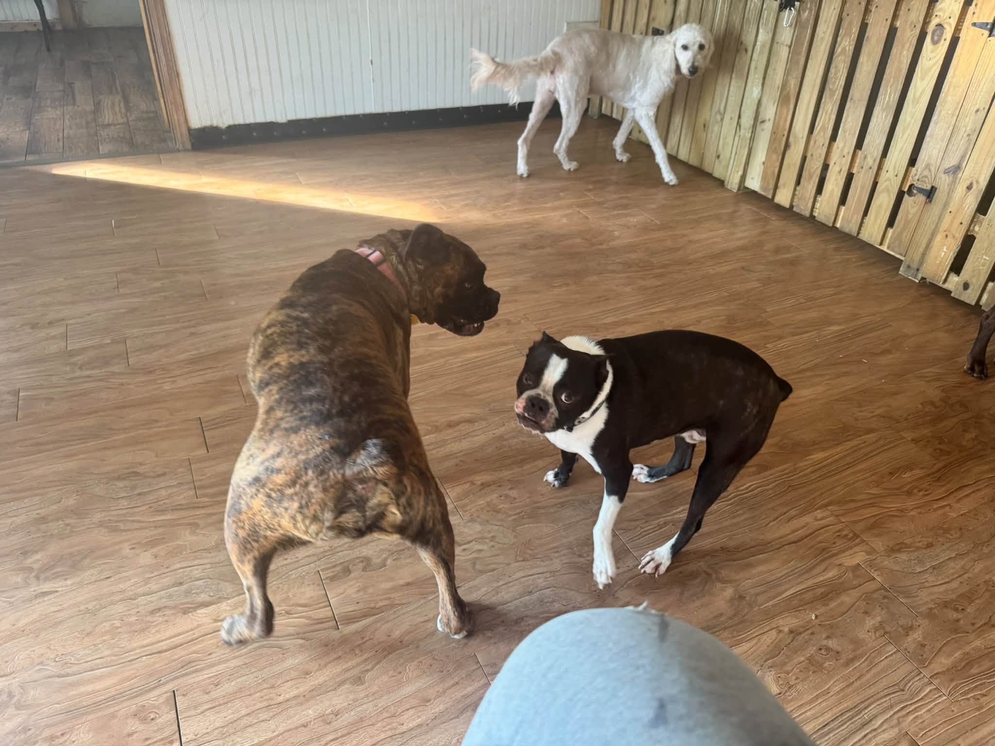 Dogs playing together indoors at Bow Wags
