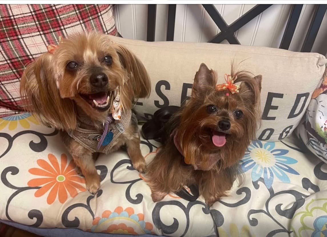 Two groomed regulars at home